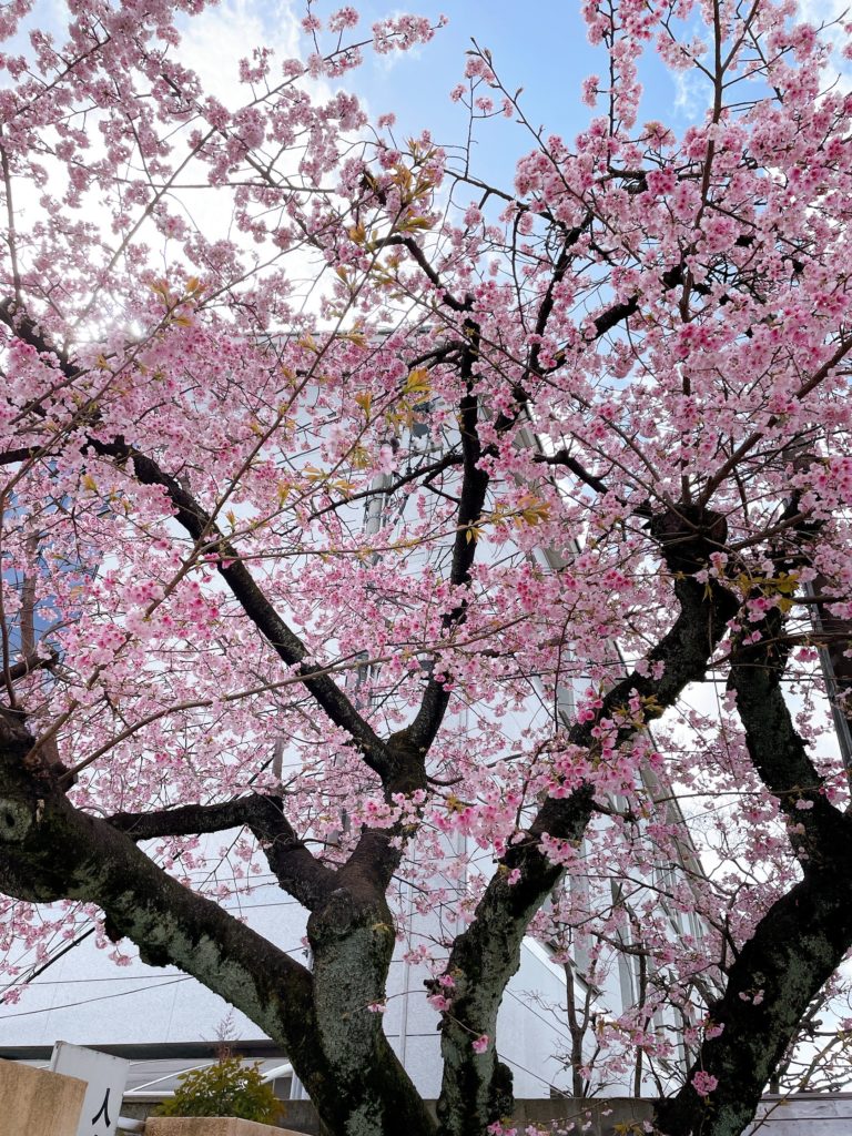 あと少しで咲きそうです🌸のイメージ画像