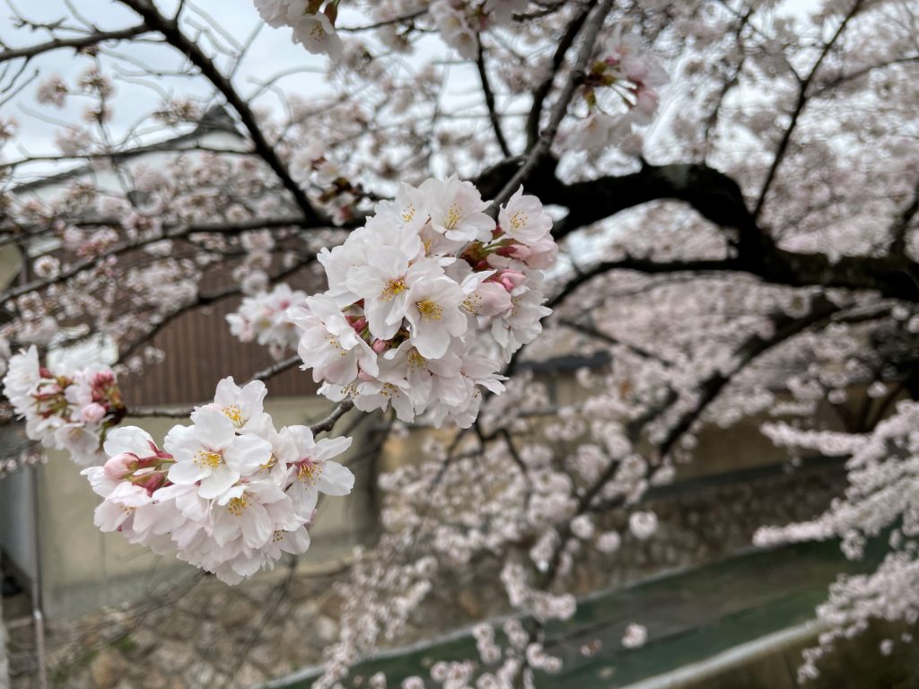 伏見濠川の桜🌸のイメージ画像