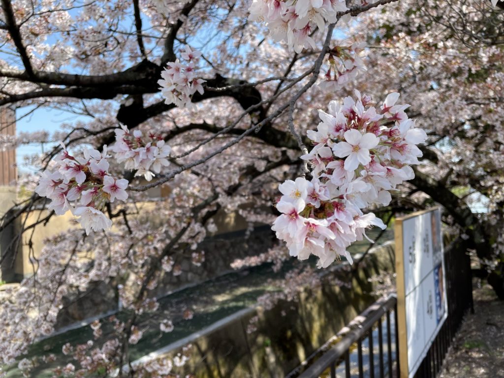 最後のお花見ウォーキングのイメージ画像