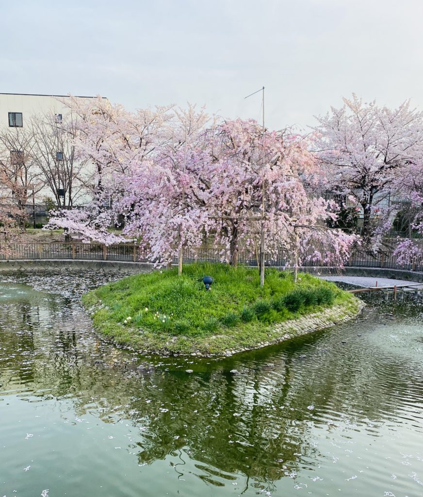 毎年恒例の『お花見イベント』を企画しました。 のイメージ画像