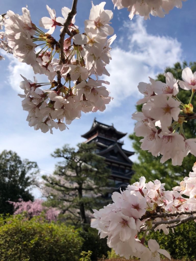 お花見2022🌸のイメージ画像