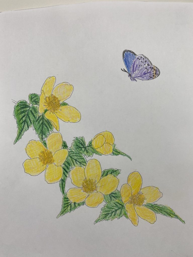 塗り絵の効果とは⁉️のイメージ画像