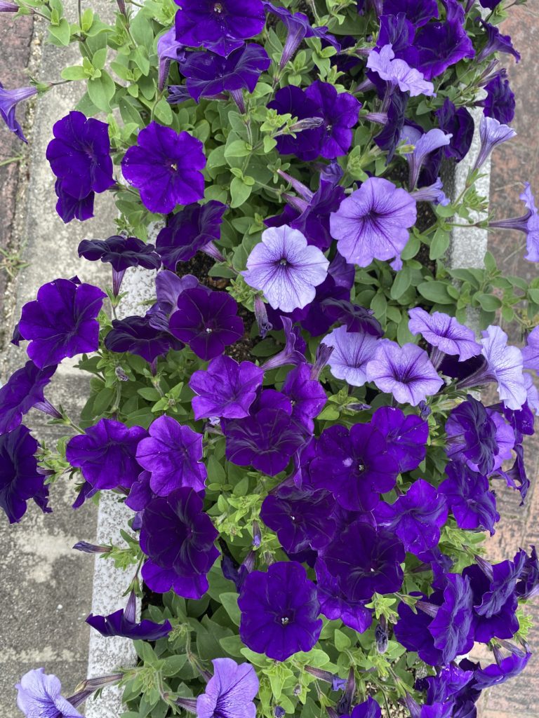 &nbsp;“blogで作品展“　〜7月編〜のイメージ画像