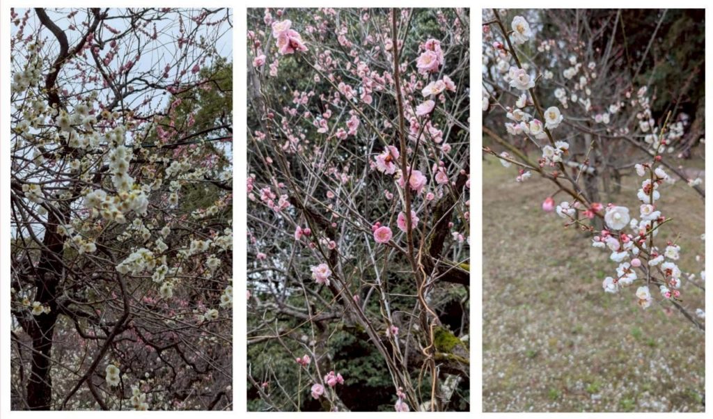 「意賀美神社🌸梅林コース」ウォーキングのイメージ画像