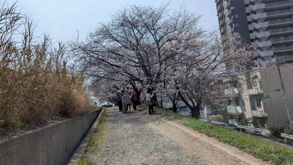 🌸ひらかた桜まつりに参加してきました🌸のイメージ画像